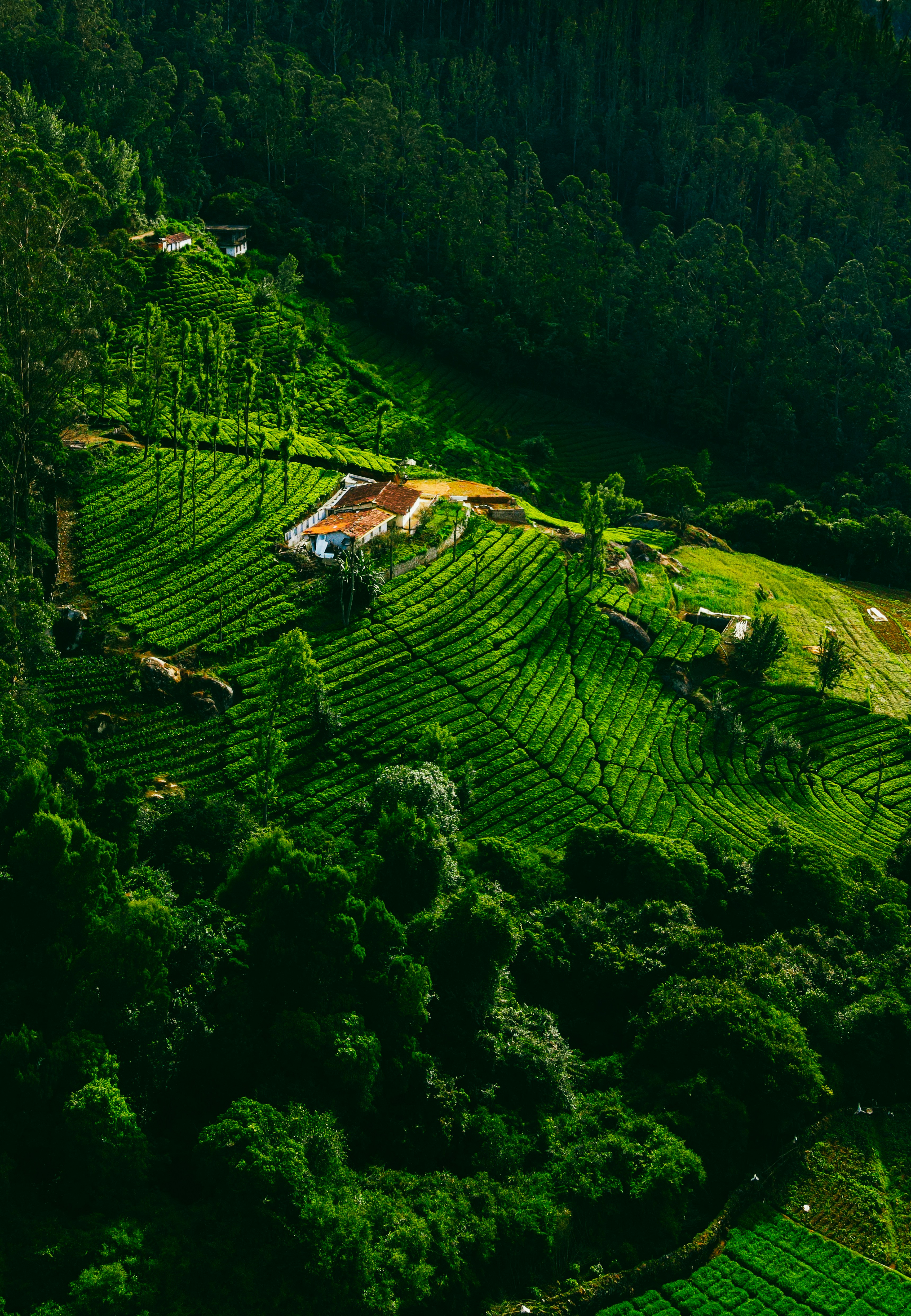 Himalayan Foothills Trek